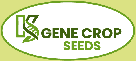 K Gene Crop Seeds – Innovation in Agriculture & Seed Technology